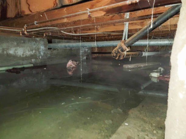 Best Mold removal after water damage  in Red Corral, CA