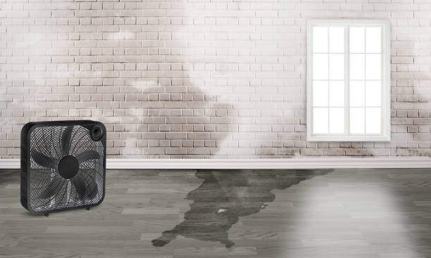 Best Water damage cleanup near me  in Red Corral, CA